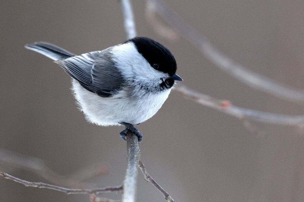 Photograph by Марат Кучкаев