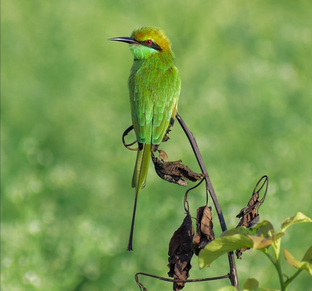 Photograph by Saranjith Vydia