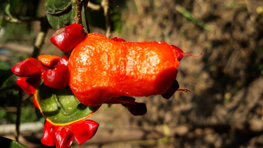 Wild plant