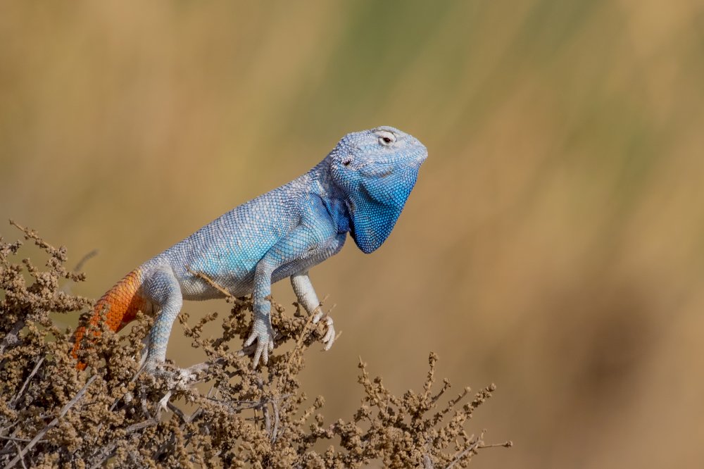 Photograph by Kannan Rajan Nair