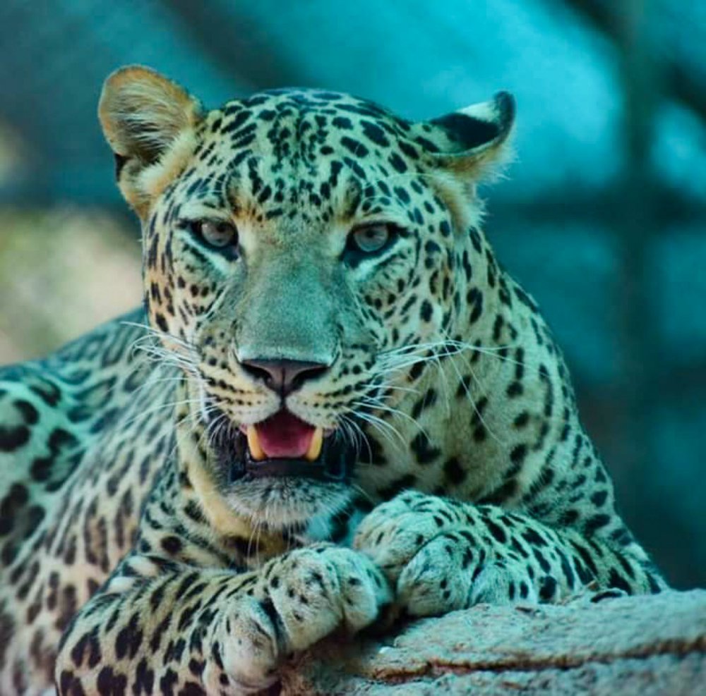 Photograph by Saranjith Vydia