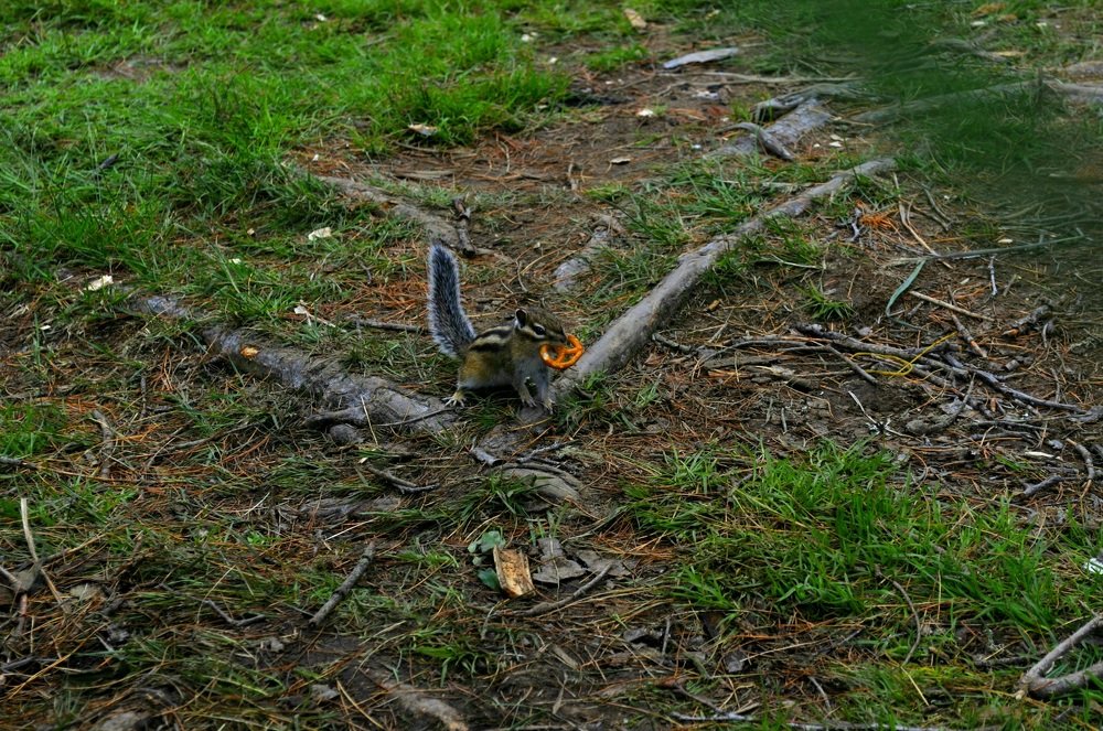 Photograph by Александр Молоцило