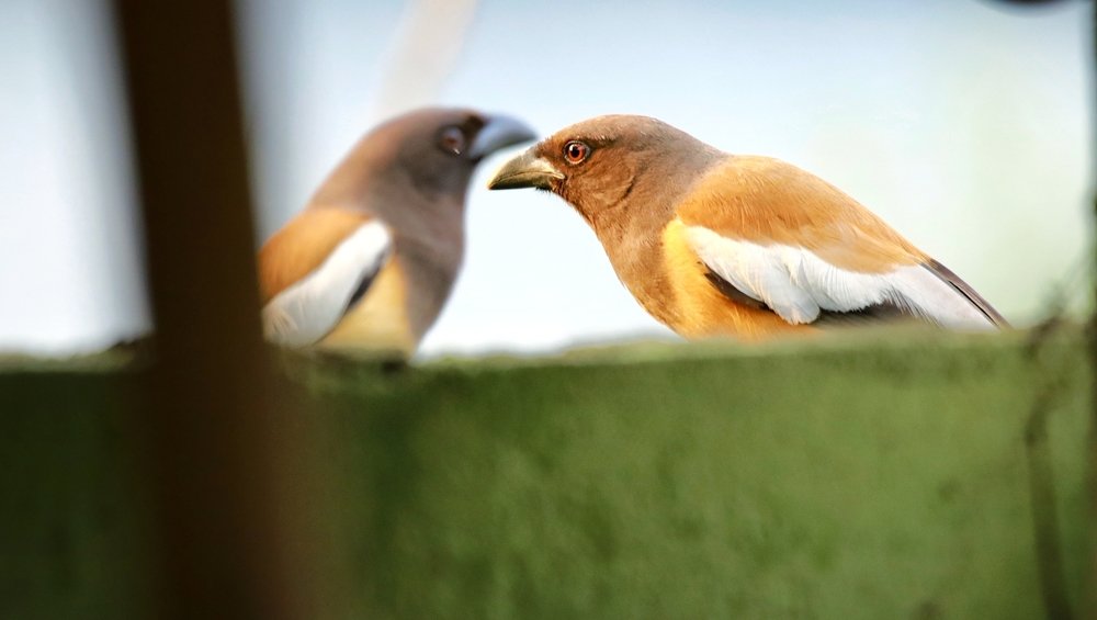 Photograph by Debajyoti Ghosh