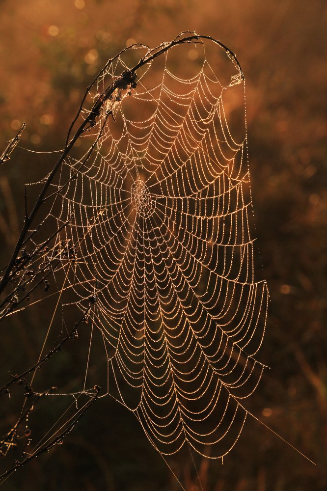 Photograph by Ольга Силакова