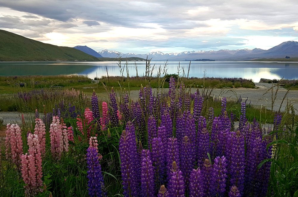 Tekapo Lake. Lupins