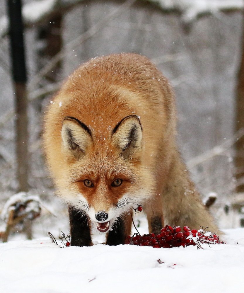 Photograph by Евгений Софронов
