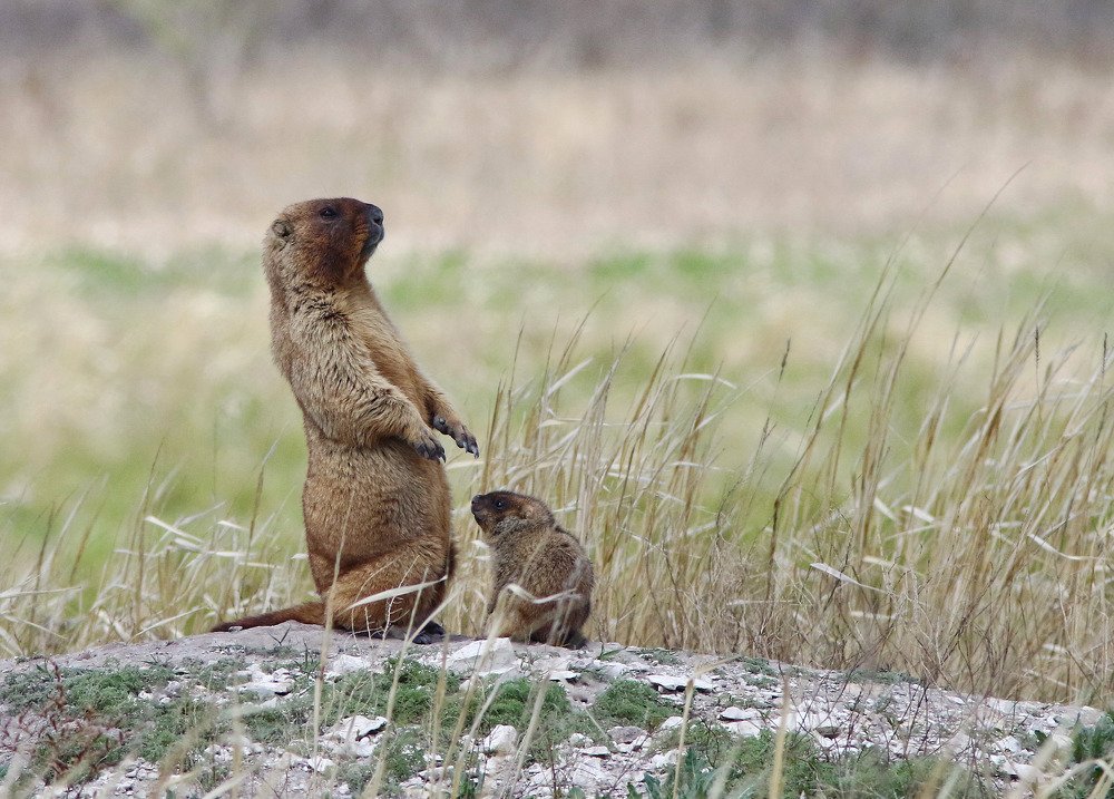 Первые уроки жизни