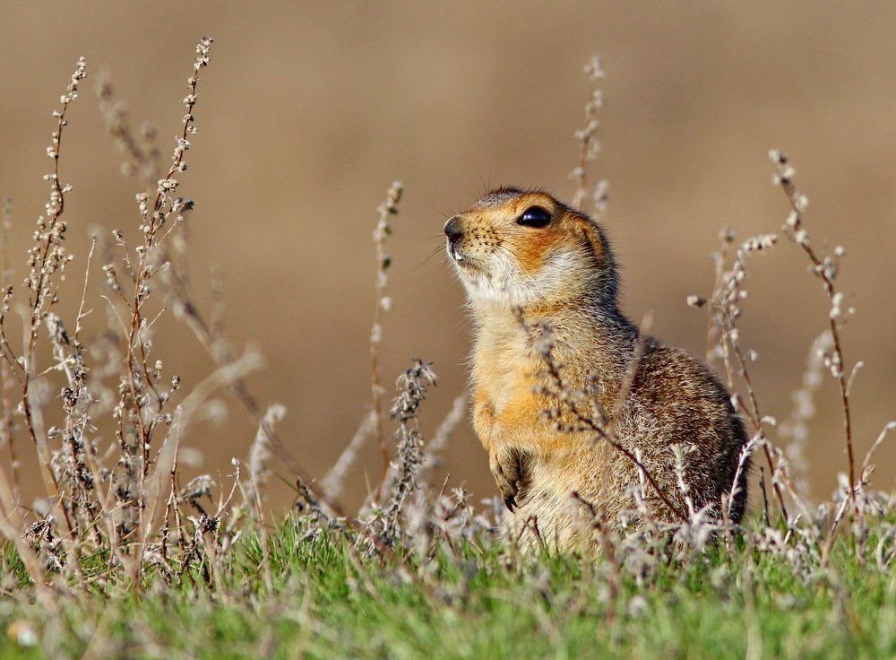 Photograph by Евгений Софронов
