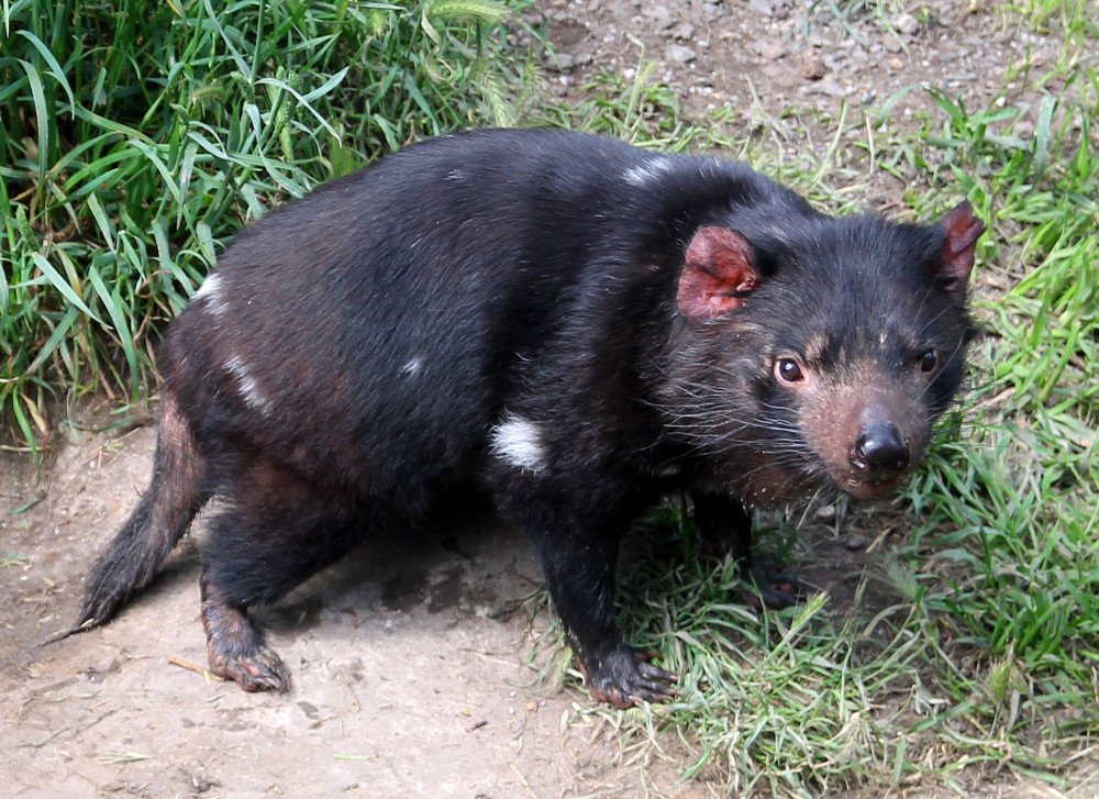 Tasmanian devil