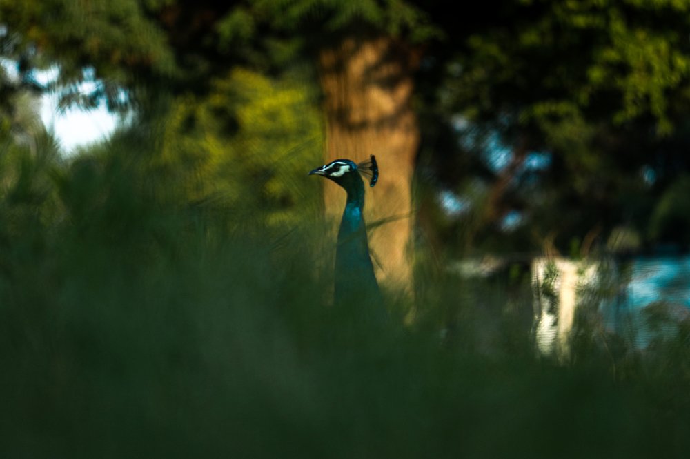 Photograph by Aman Prajapat