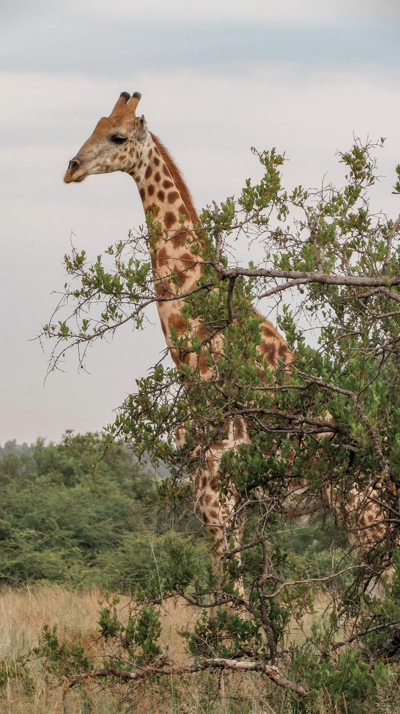 Photograph by  Анастасия Тимарг