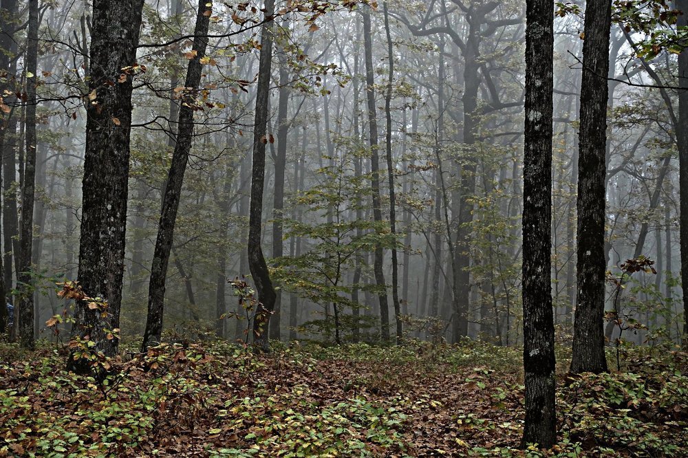 Photograph by Зенкова Валентина