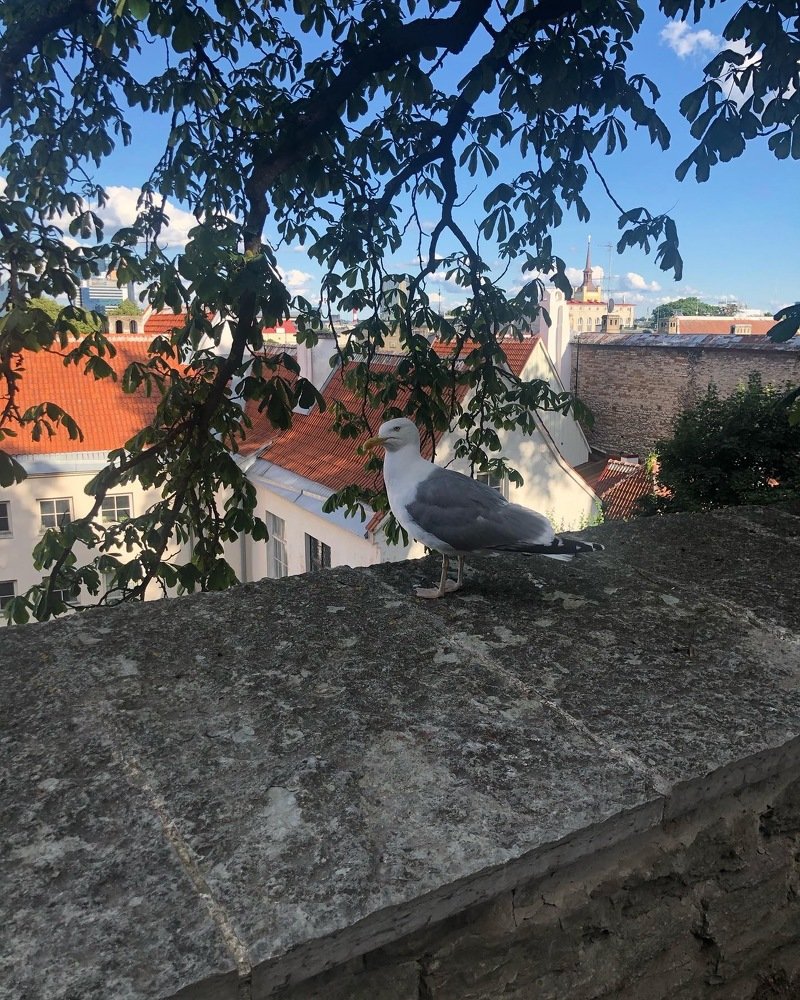 Знаменитая таллинская чайка...