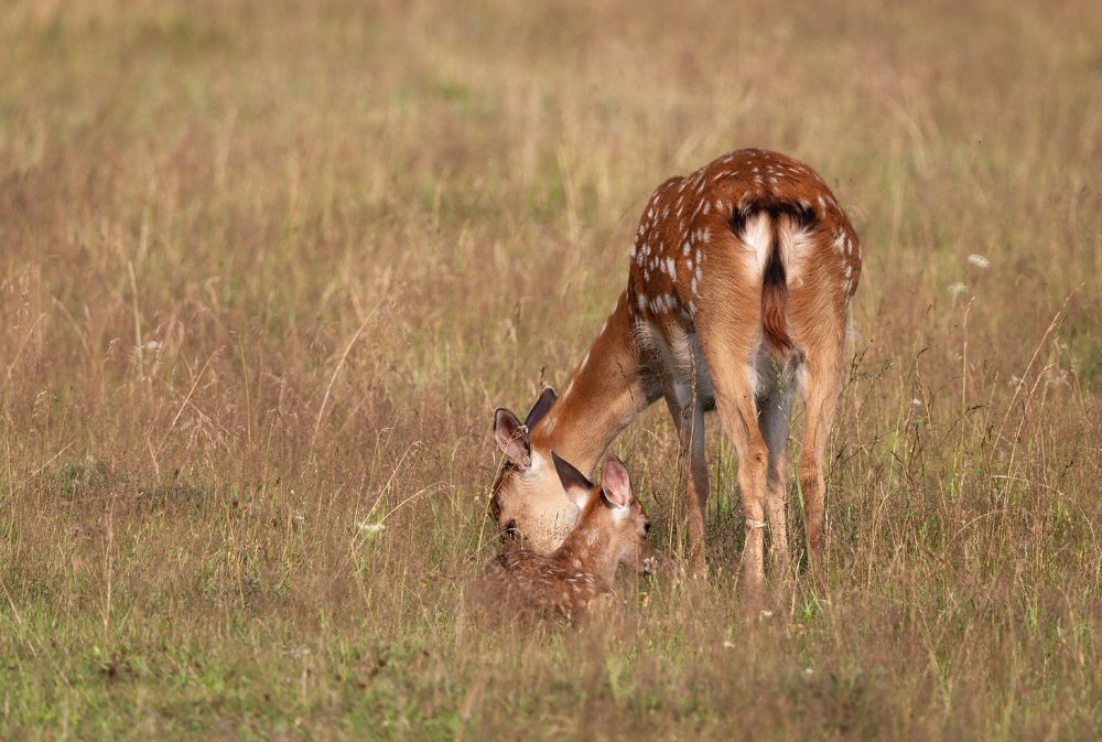 В пятнистых пижамах