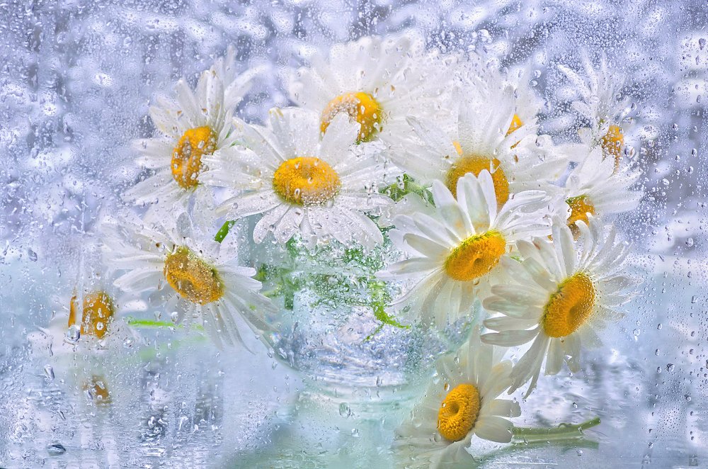 Приветливые ромашки !