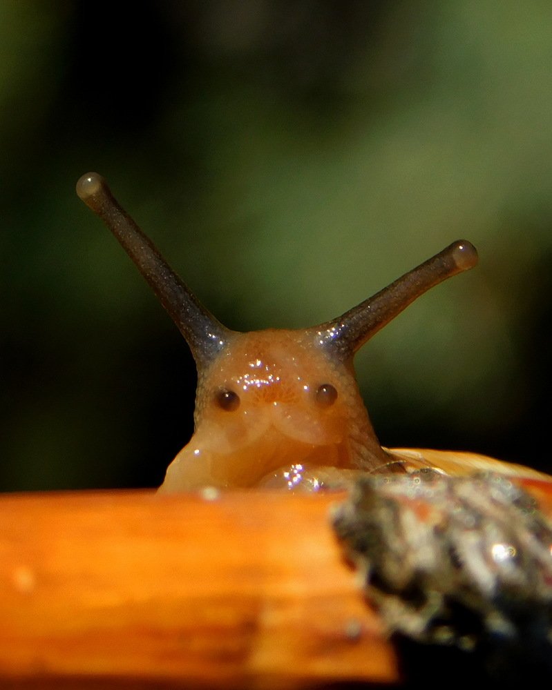 Мопс улитковый