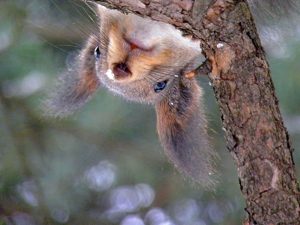 Любопытство