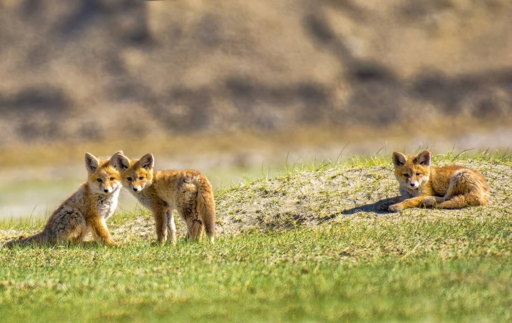 The Three Musketeers