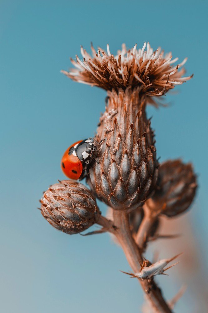 Photograph by Максим Вышарь