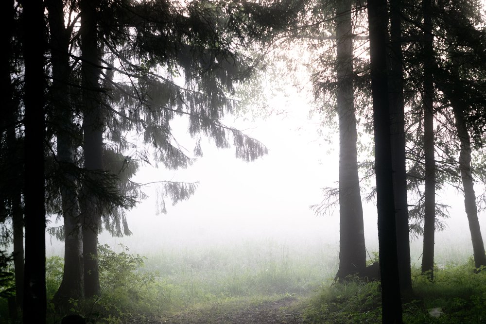 Photograph by Александр Нестеров