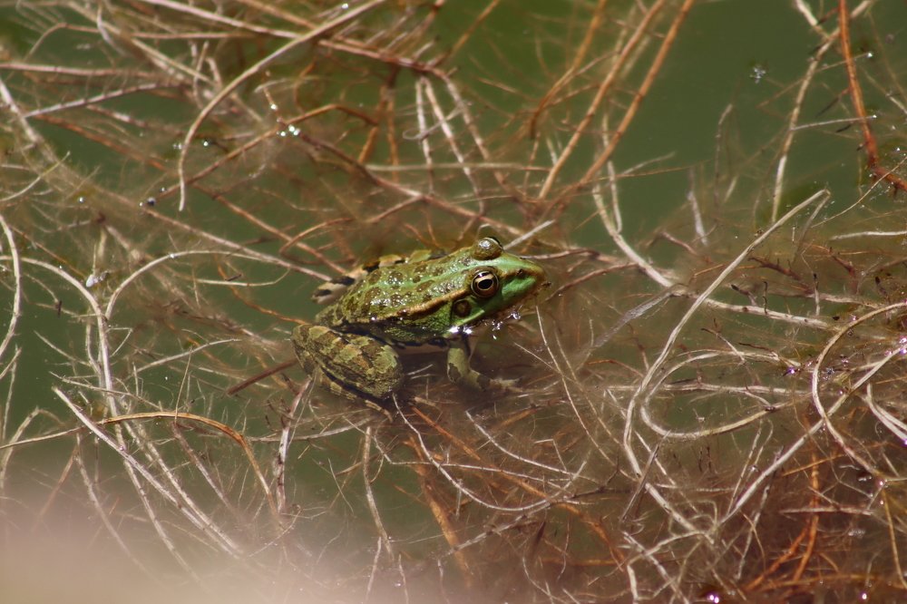 Rã-verde (Rana perezi)