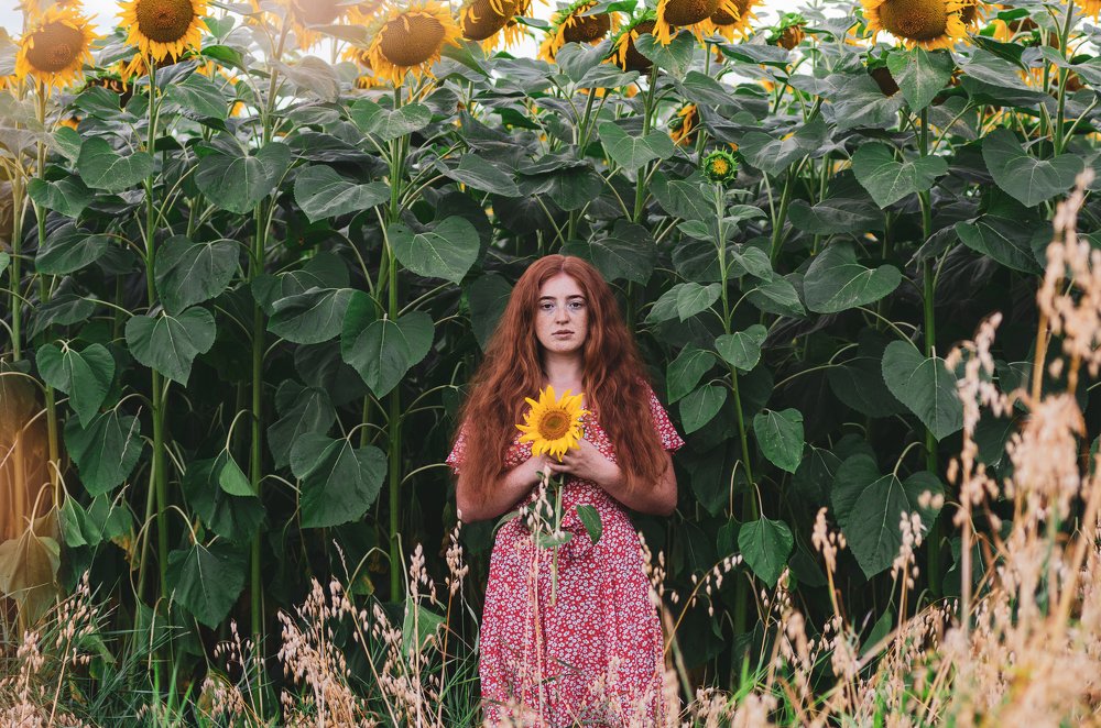 Подсолнуховый рай