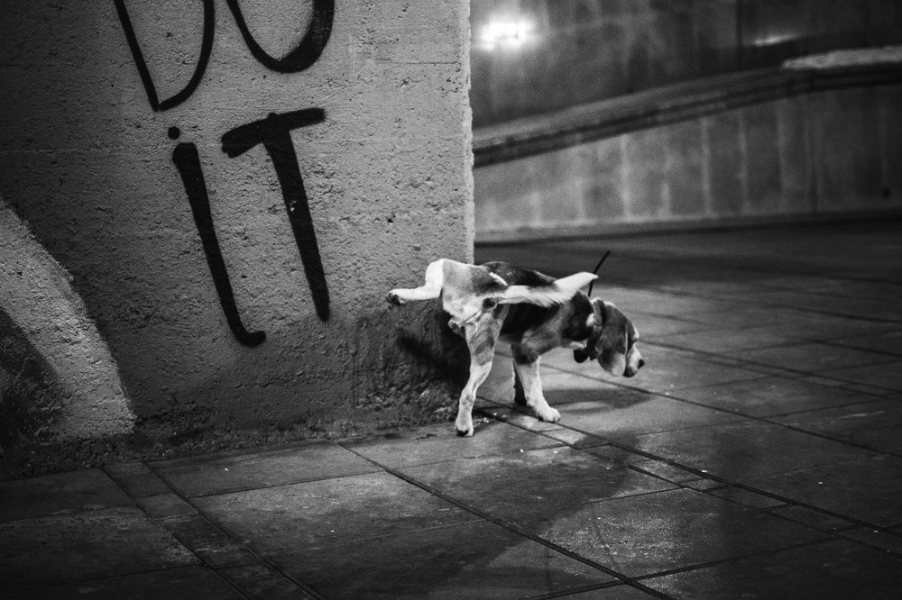 Photograph by Максим Трапезников