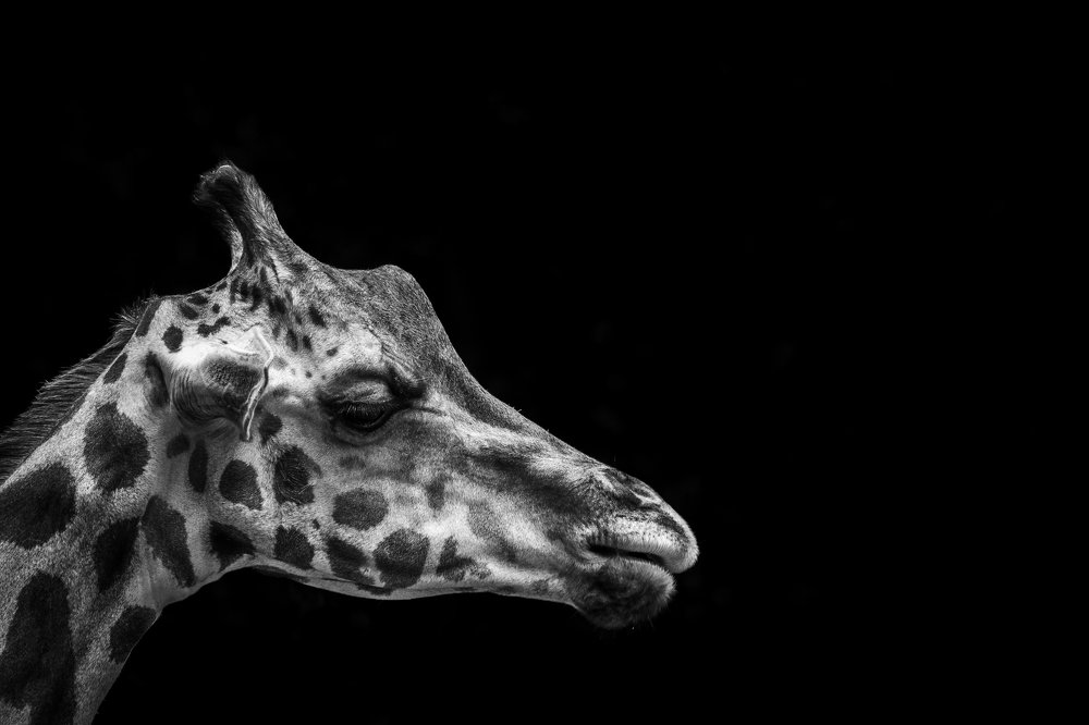 Photograph by Furqan Ali