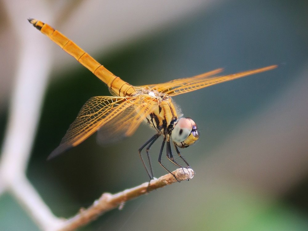 Photograph by Sayali Mulay