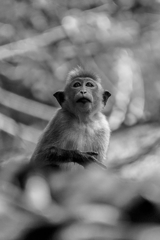 Photograph by THANUSSANTH THARMAPALAN