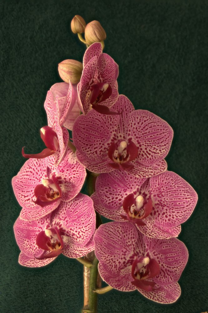 Подарок всем красавицам.