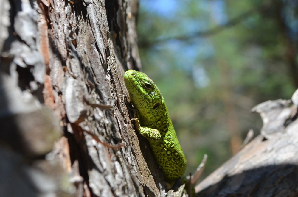 Застывшая ящерица