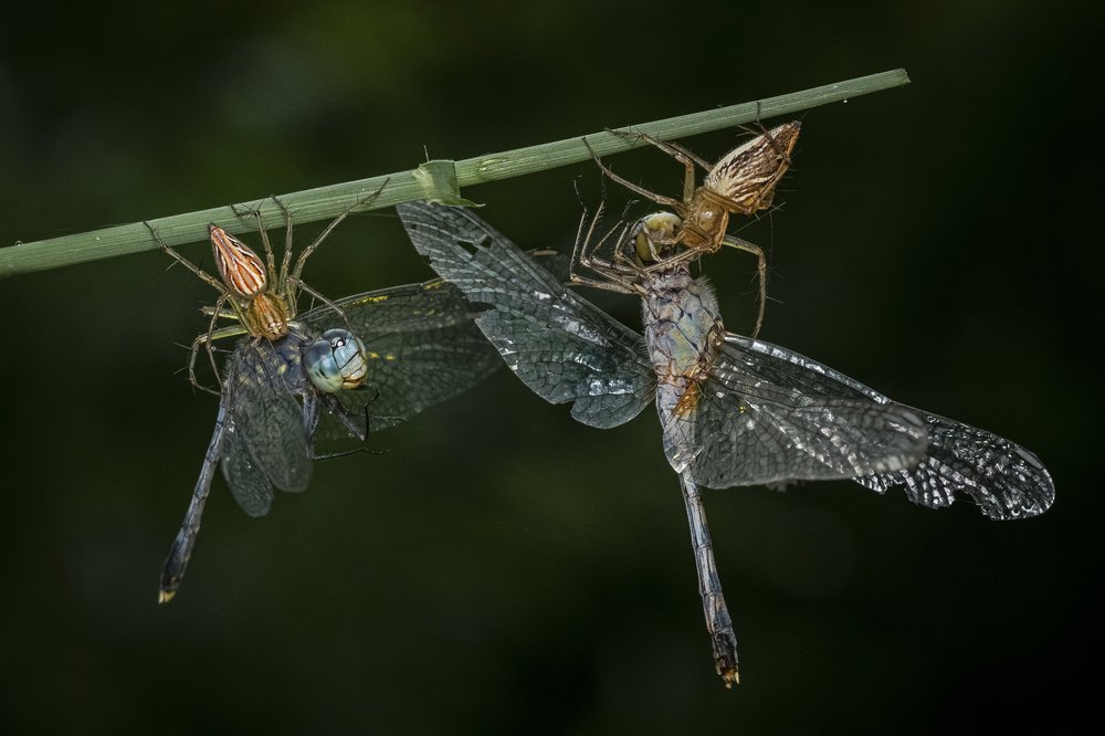Фотография автора BISWAJIT MUKHERJEE