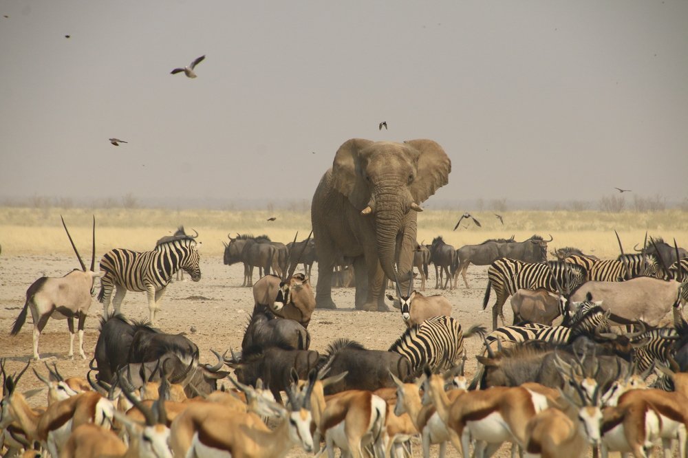 Photograph by P.J. Botha