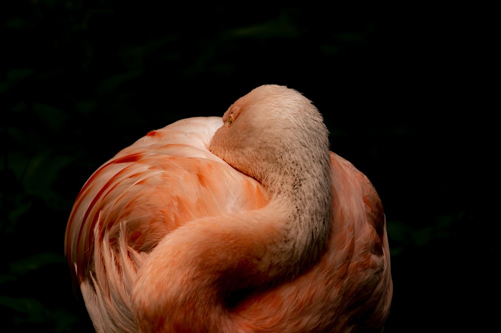 Flamingo is going to sleep...