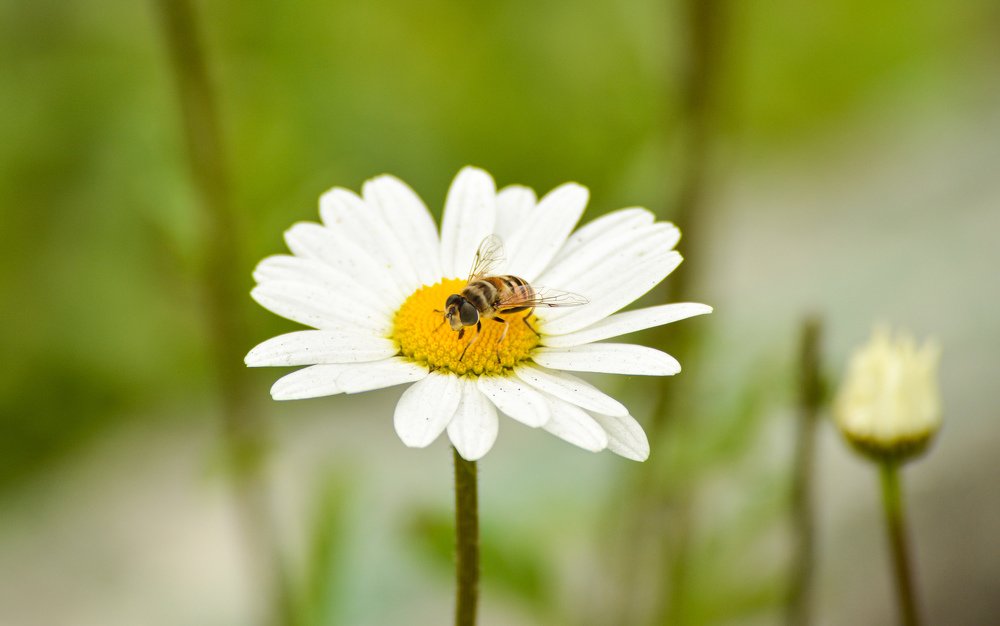 Photograph by Nayan Chandra