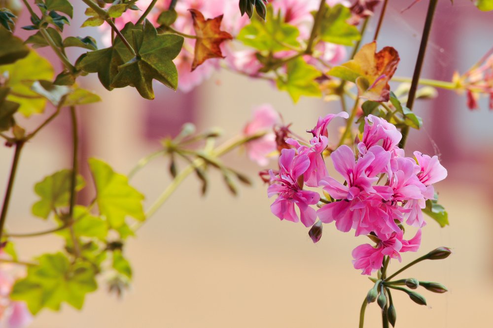 Photograph by Nayan Chandra