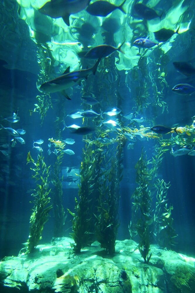 Light of Ocean