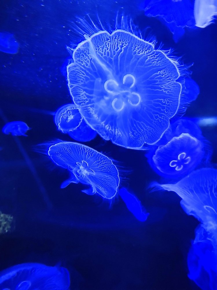 Veins of Ocean