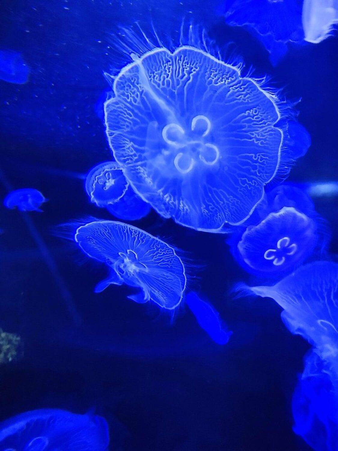 Veins of Ocean