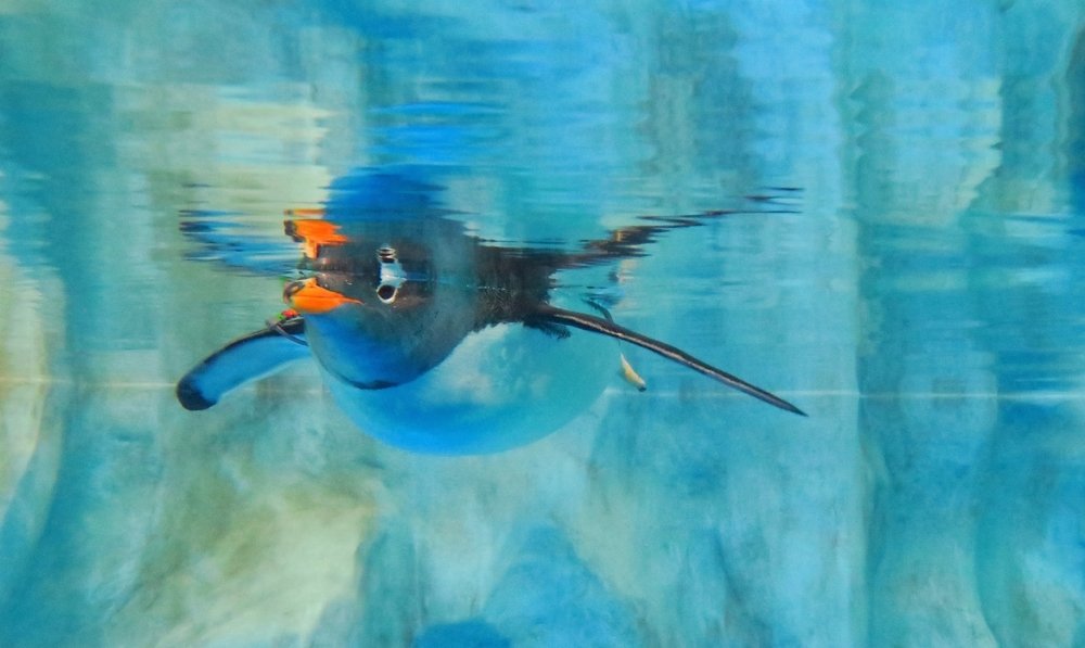 Floating Penguin and Its Illusion