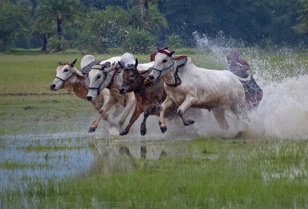 Photograph by Shibram Nag