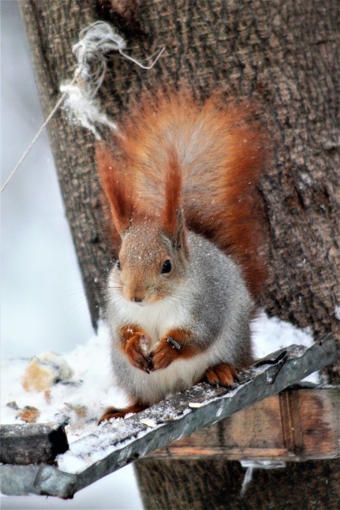 Photograph by Михаил Черкашин