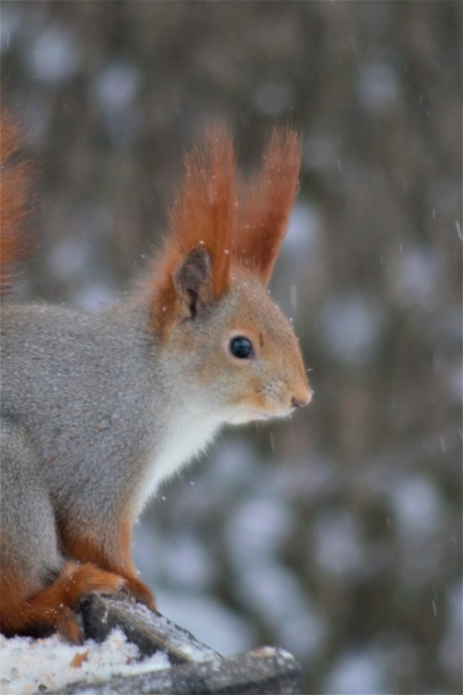 Photograph by Михаил Черкашин