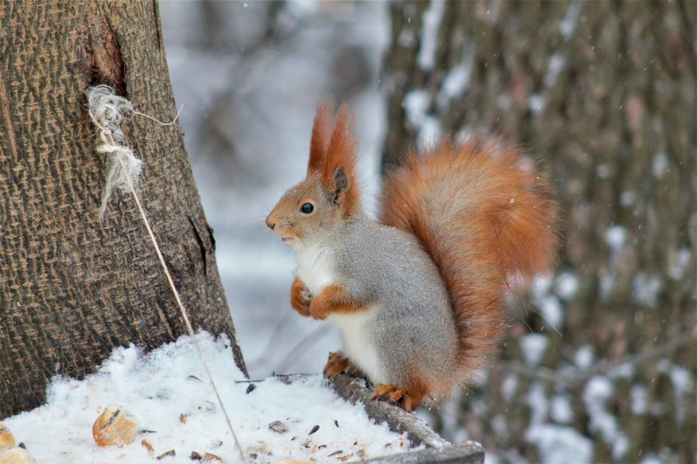 Photograph by Михаил Черкашин