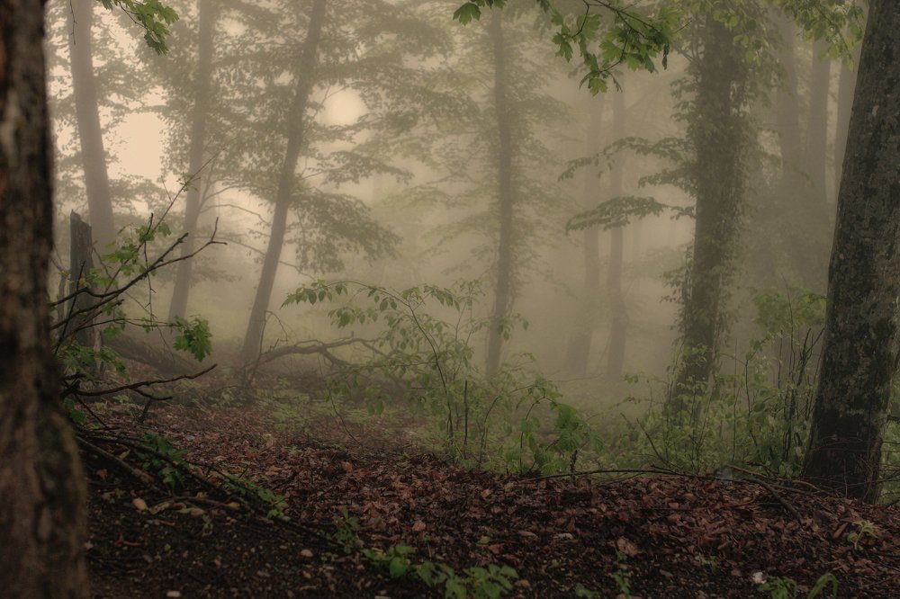 Photograph by Александр Подва