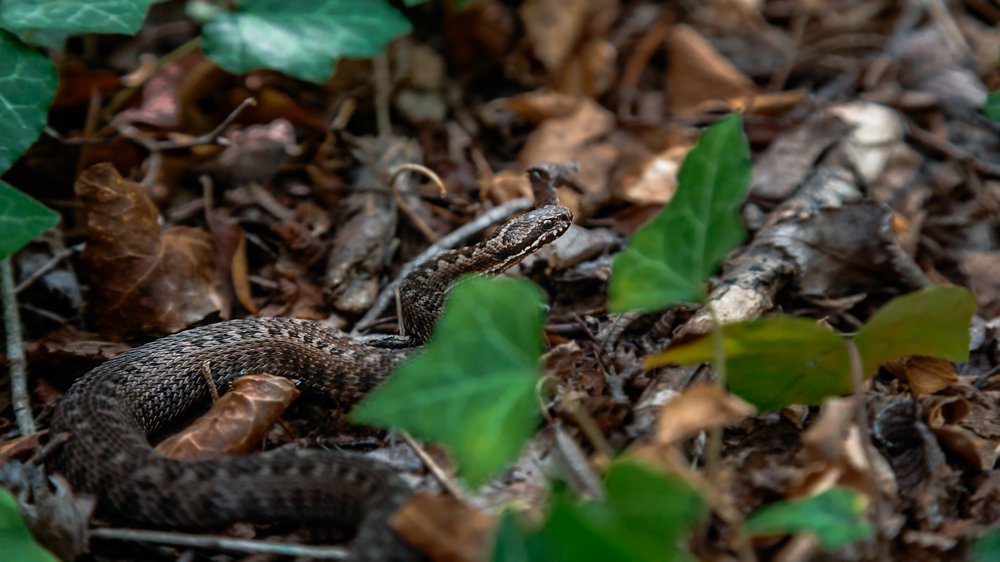 Photograph by Виктор Симонов