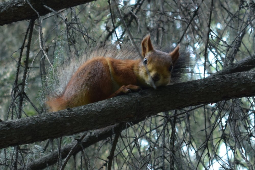 Неожиданная встреча
