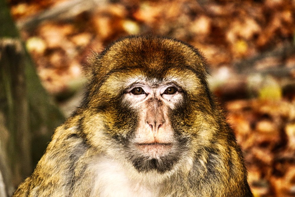 Portrait of a barbary macaque