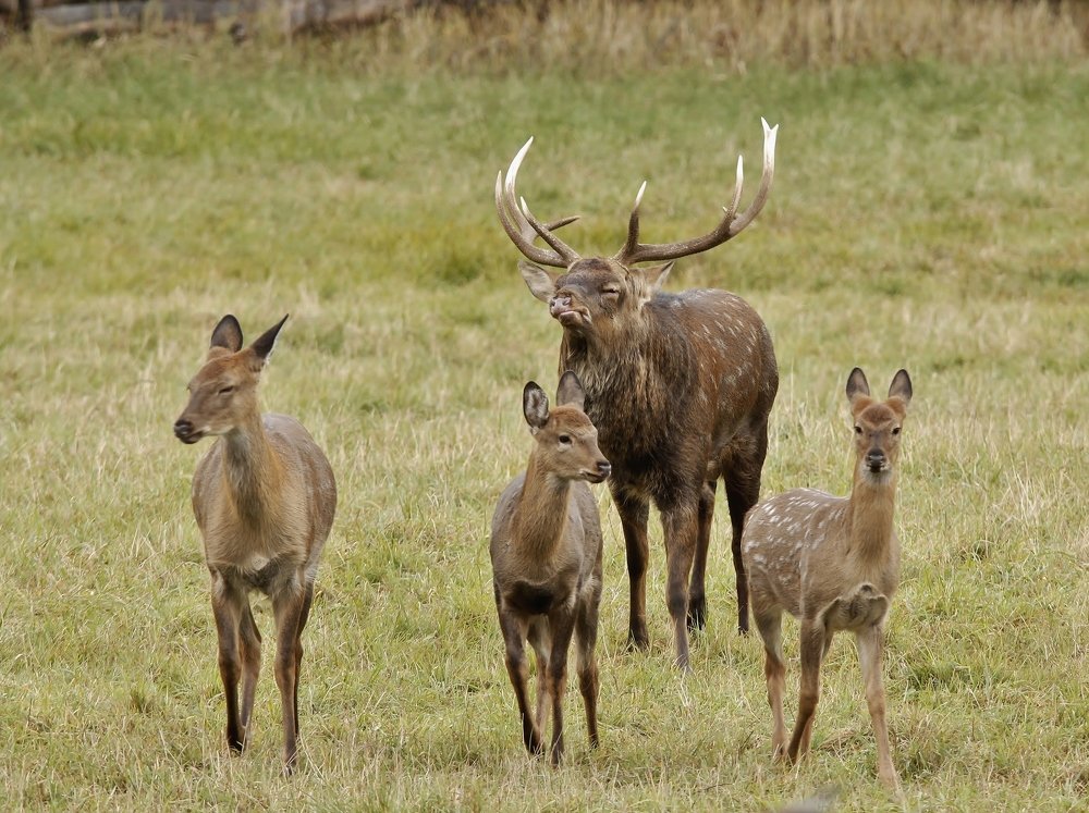 Свадьбы в оленьем царстве
